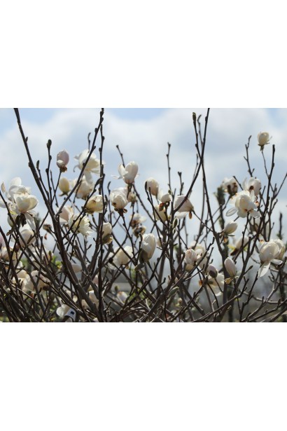 Магнолія loebneri Wildcat серед весняної природи. 